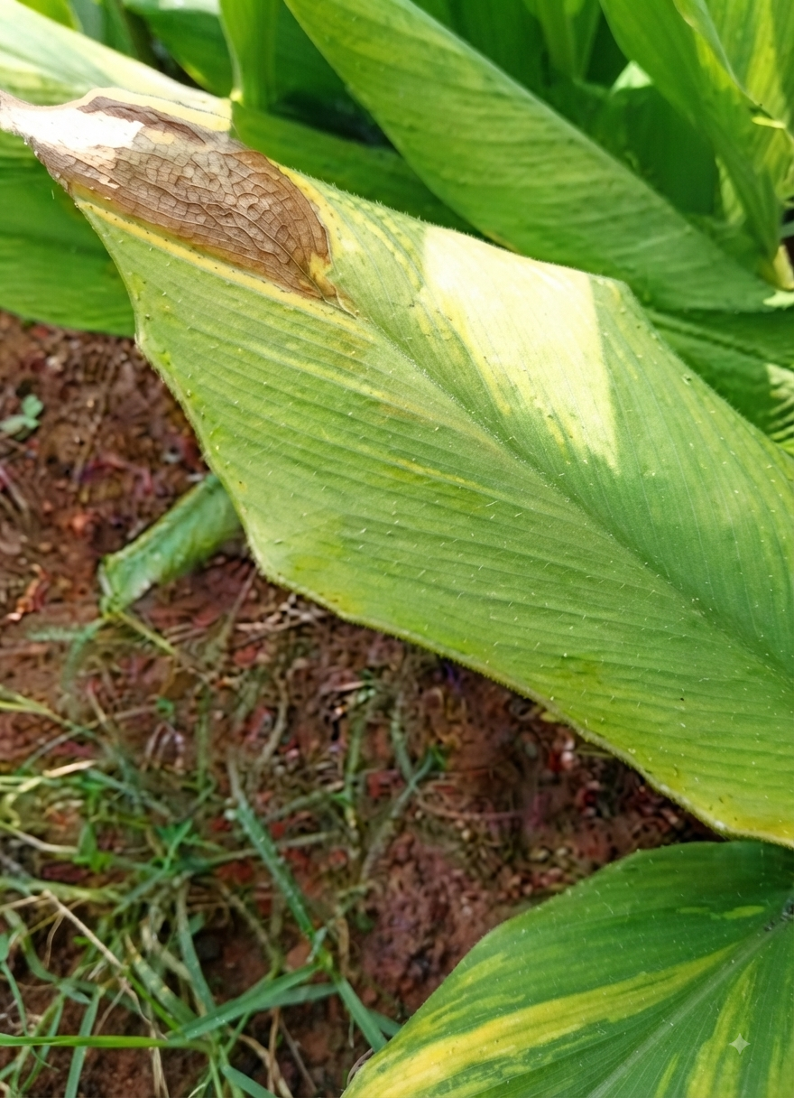 turmeric magnesium