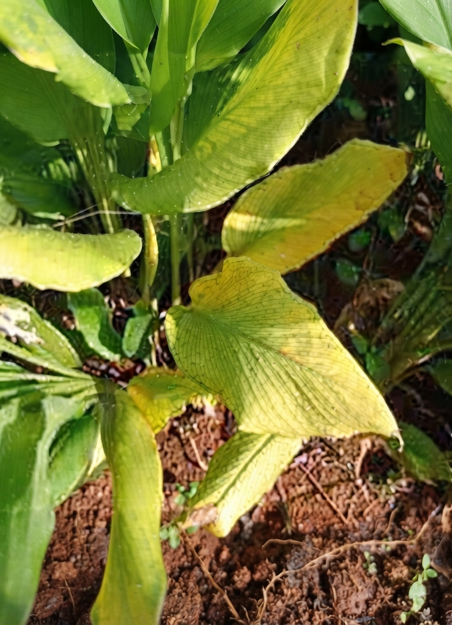 turmeric nitrogen