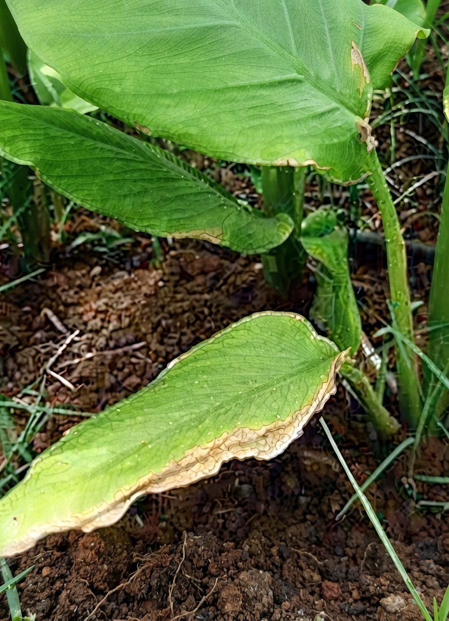 turmeric potassium