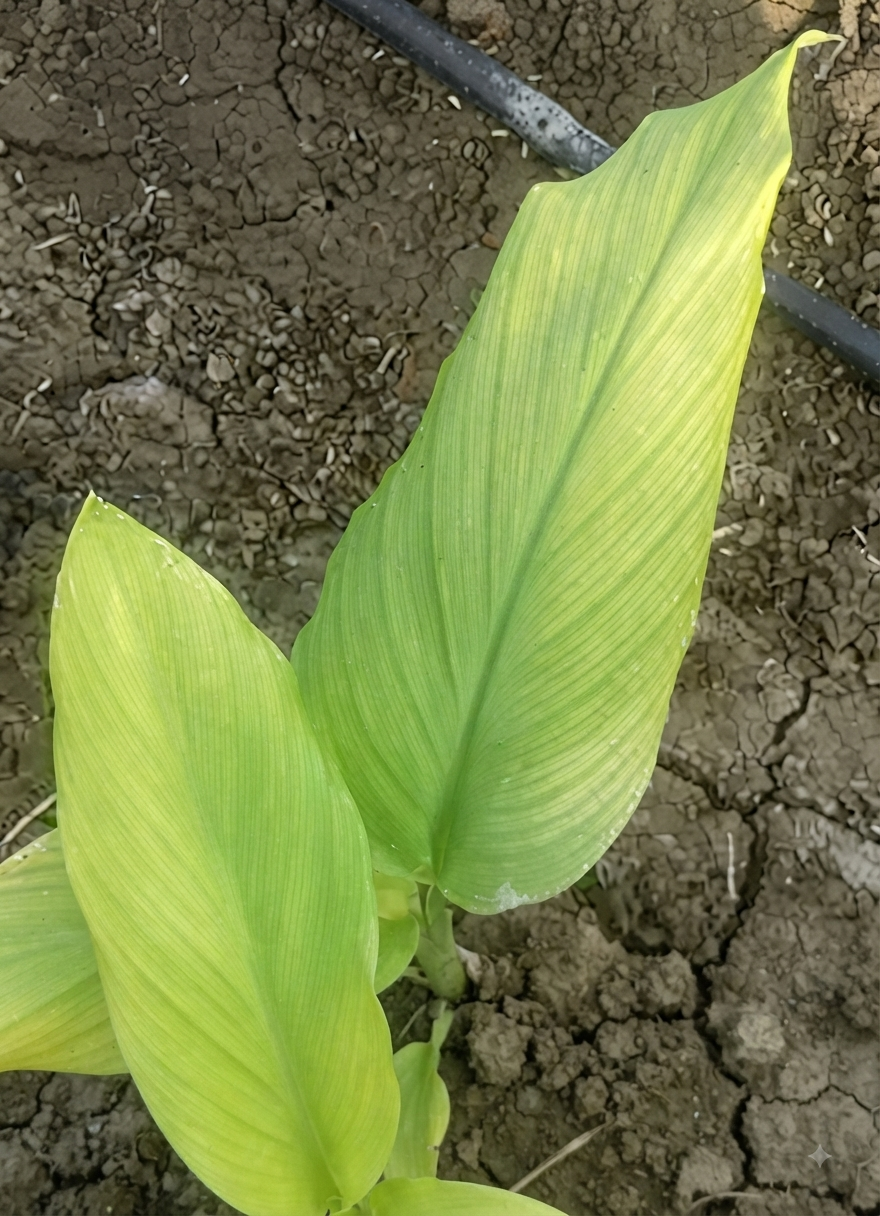 turmeric sulphur