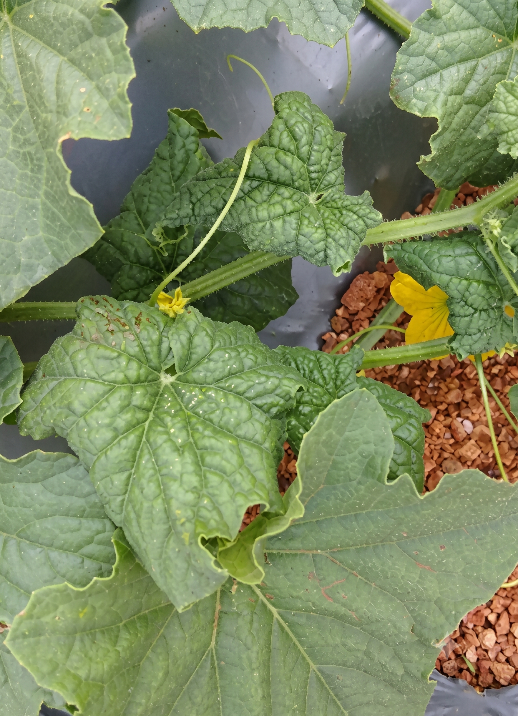 watermelon boron