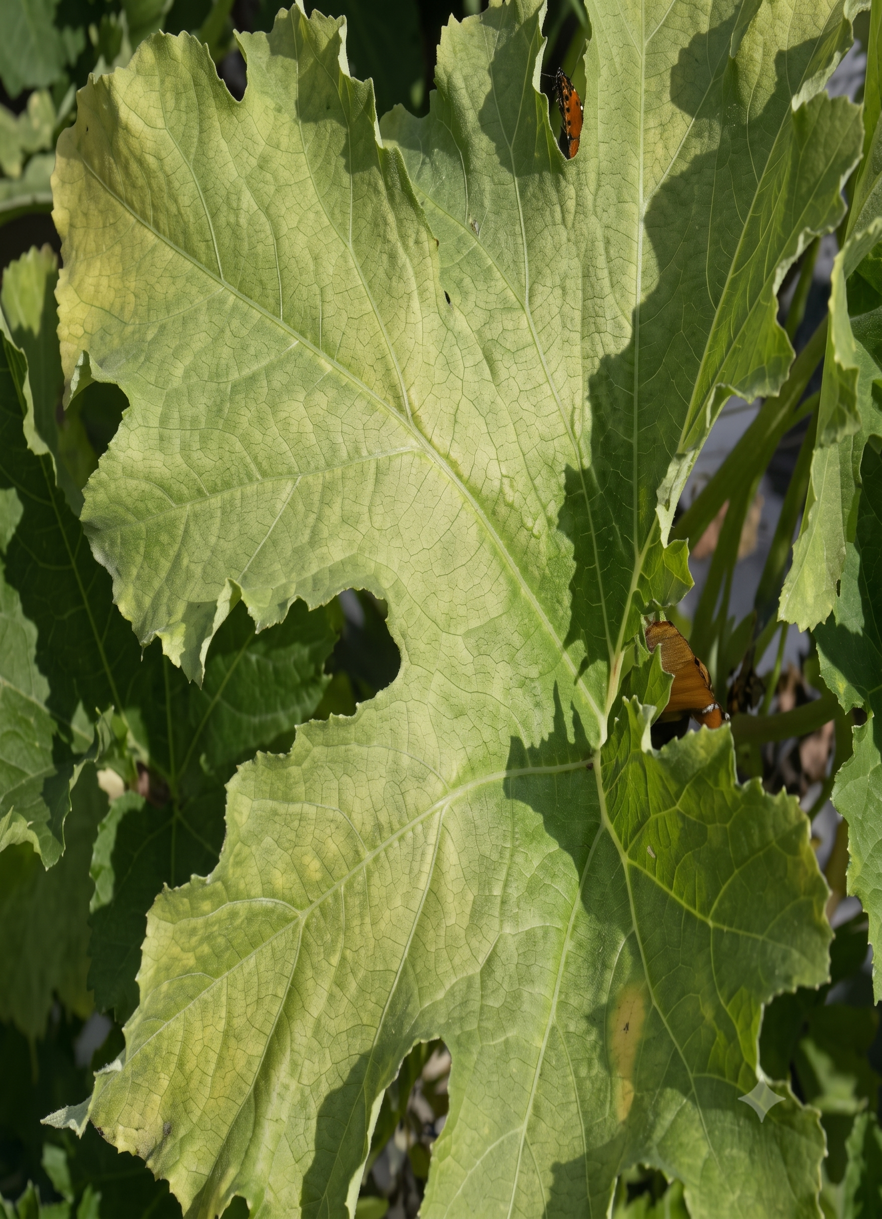 watermelon nitrogen