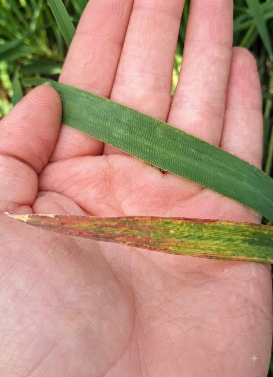 wheat phosphorous