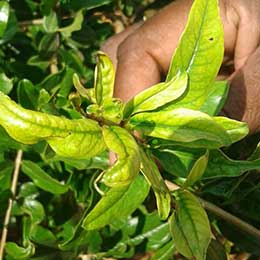 Showing deficient leaves