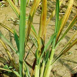 Showing Paddy leaves with Deficiency