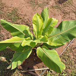 Short banana plant