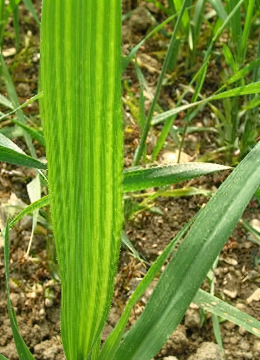 zinc wheat