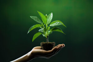 Maximizing Plant Health and Disease Resistance with Micronutrient Mixture Fertilizer