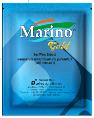 Marino Gold