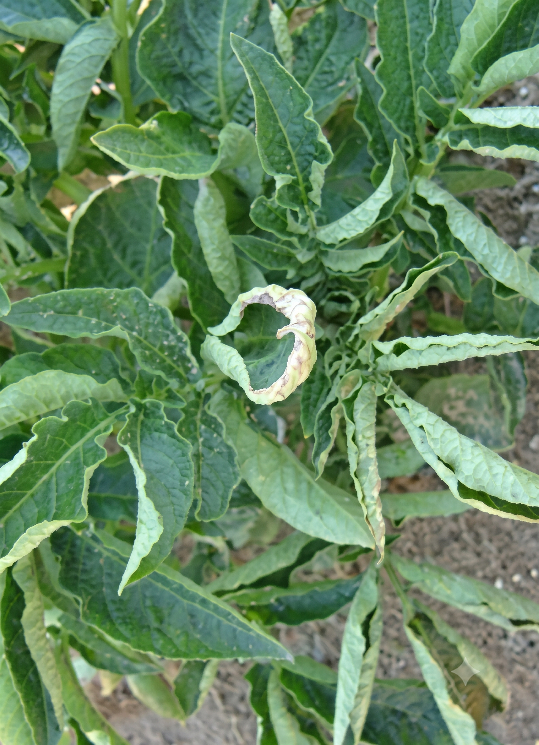 potato copper